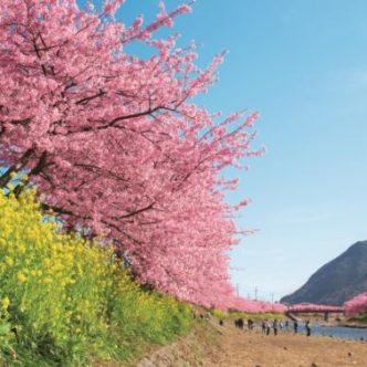 河津桜